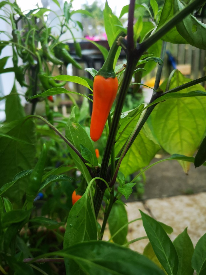 Chilli Goodness