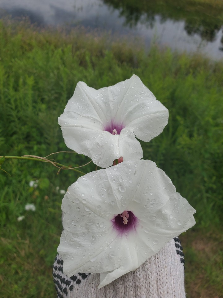 white morning glory flower