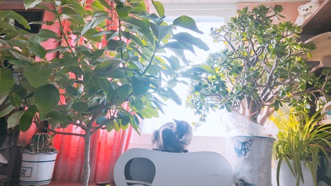 sunlight, houseplant achtergronden