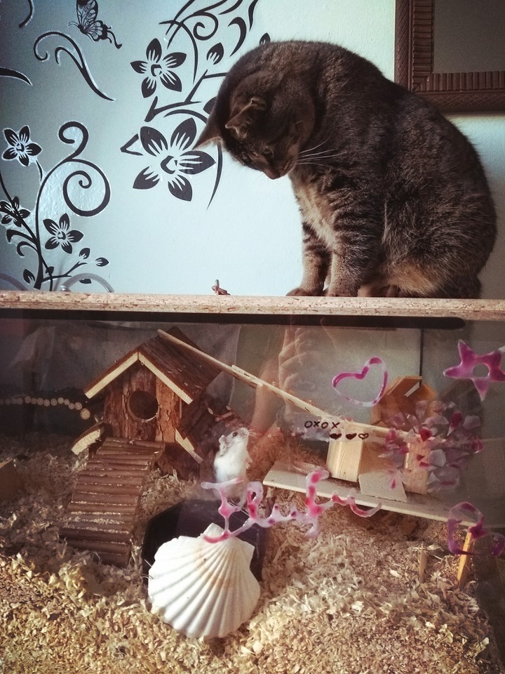 Katze / Hamster 