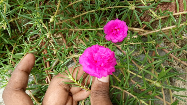 lovely clicks