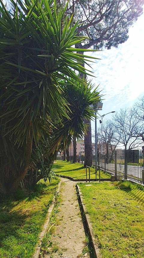 hình nền trunk, vegetation