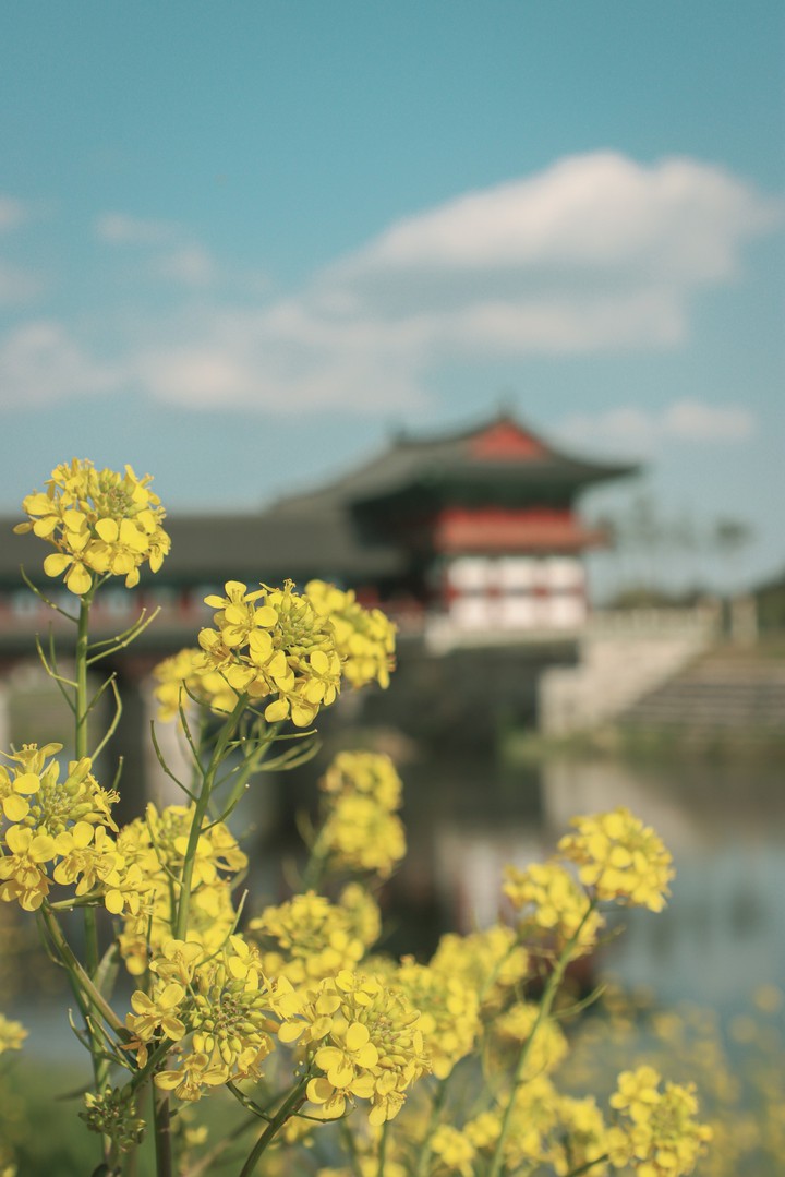 Spring in Gyeongju, Korea