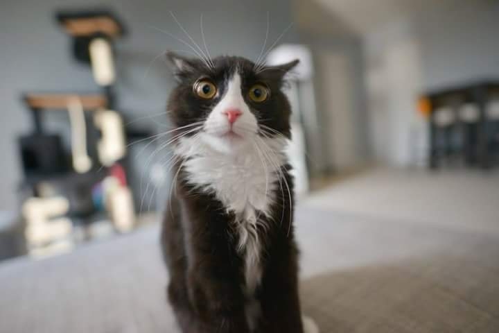котик
