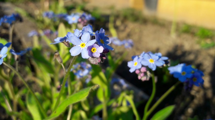 blue flowers