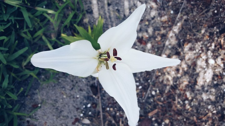 lily