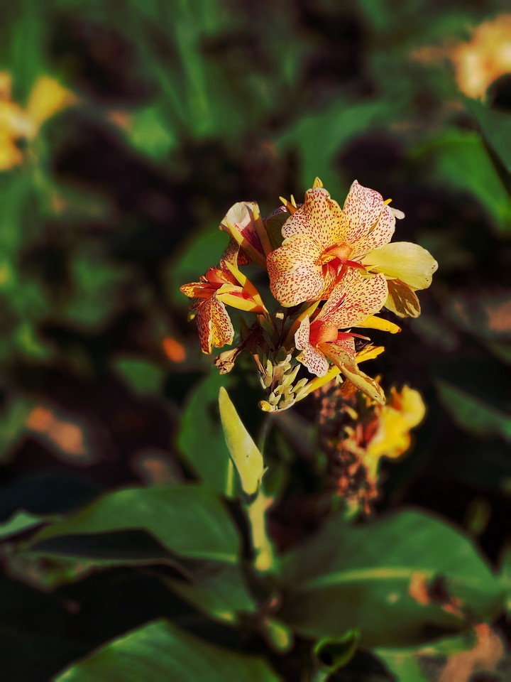 flowers