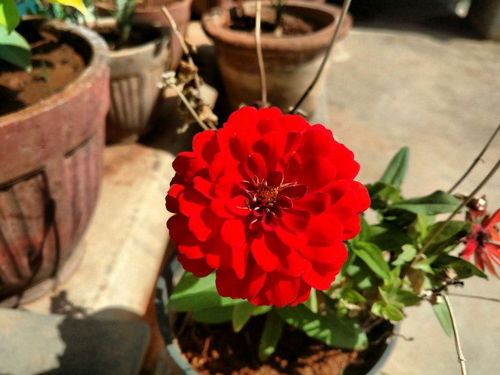 Red Flower