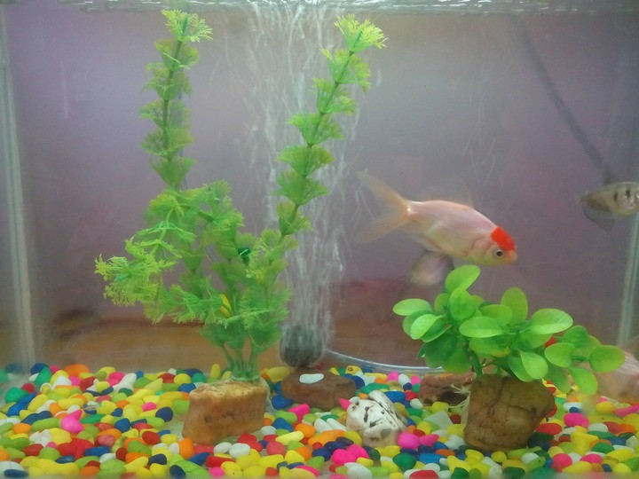 fish
