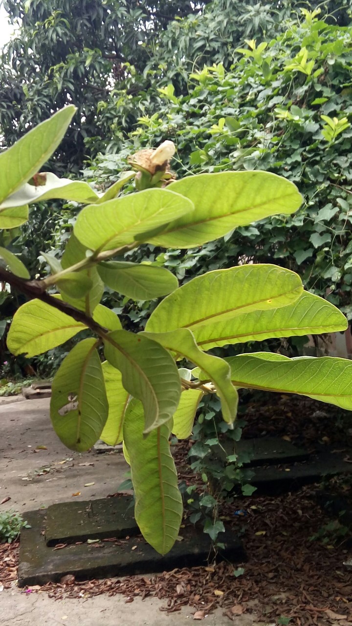 Guavas