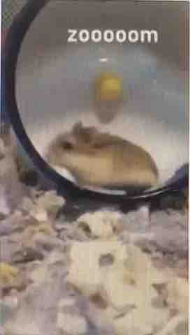 Hamster