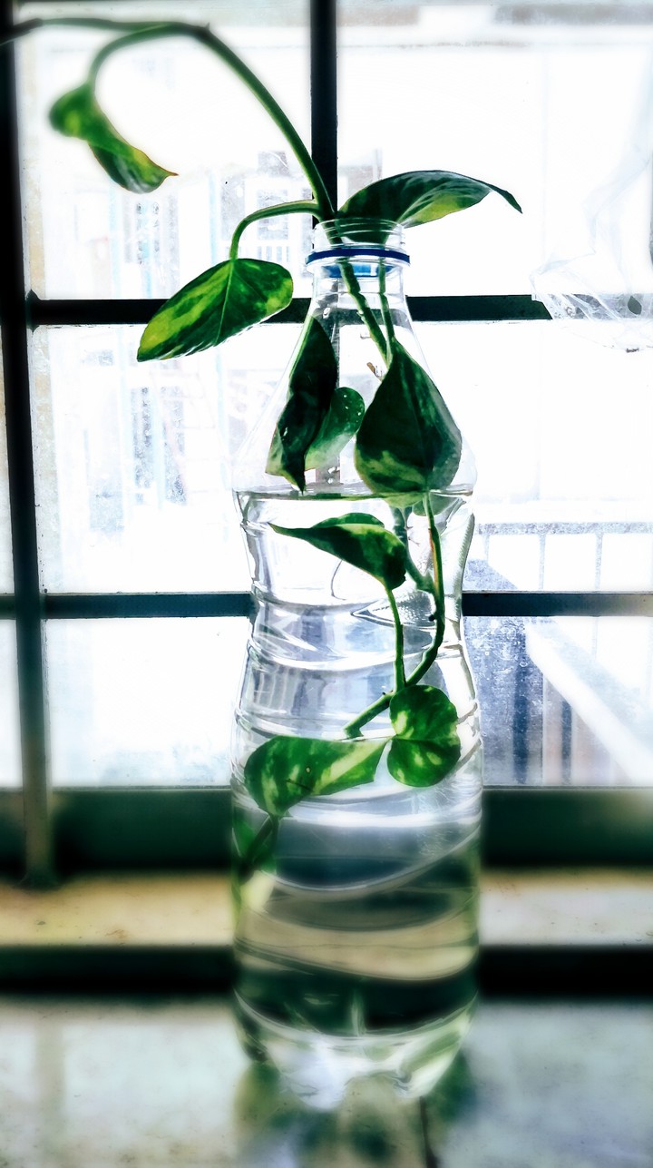 Green in the house