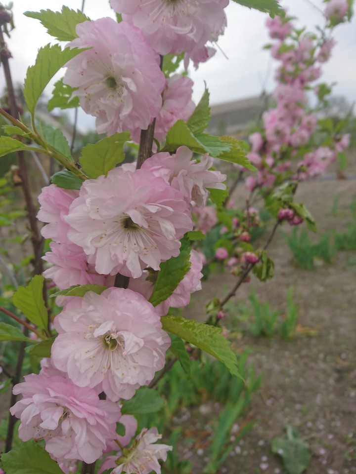 spring blossom