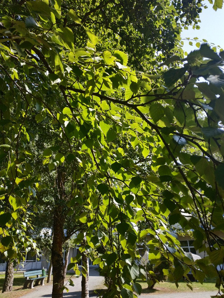 sunlight on. leafs