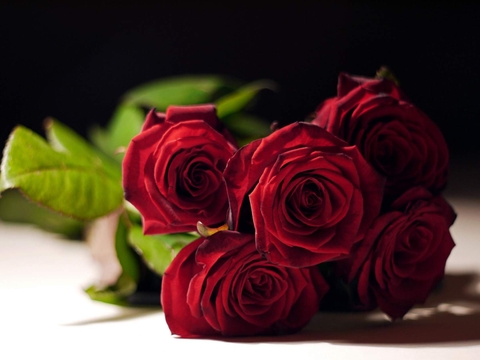 fonds d'écran flower, floristry