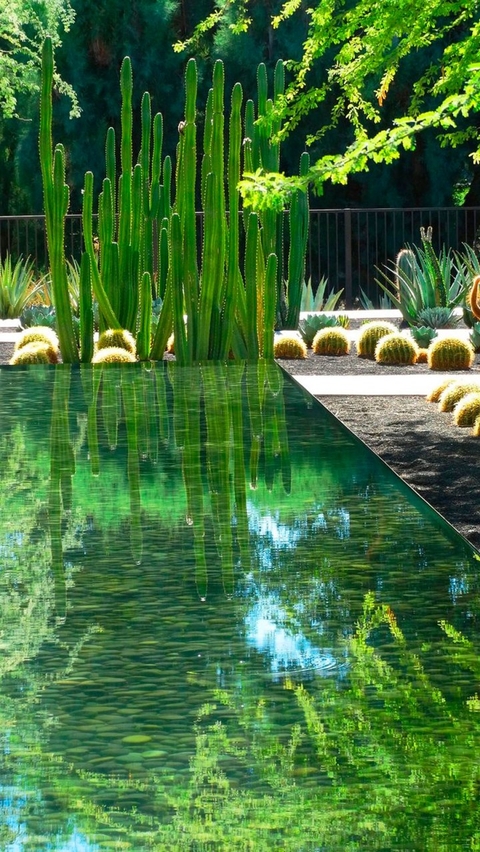 tapety lake, plant