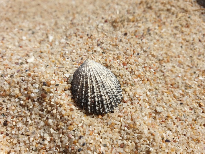 Shell
