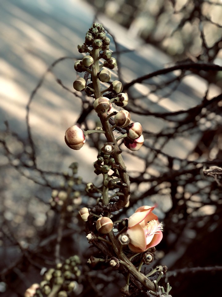seeds