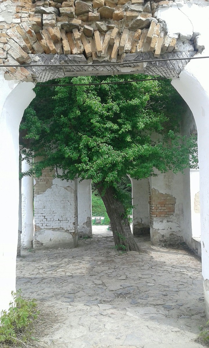 Remains. Strong lonely tree.