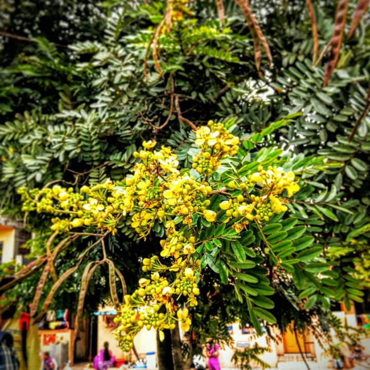 beauty of nature