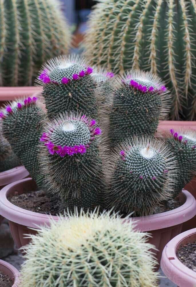 Cactus