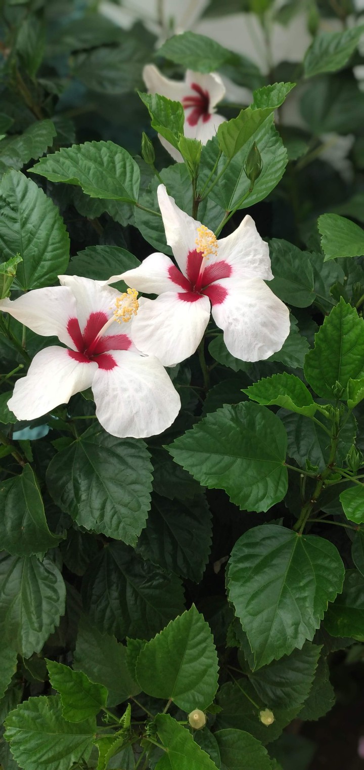 Amapola