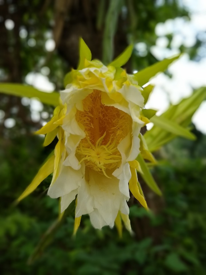 flor de pitaya