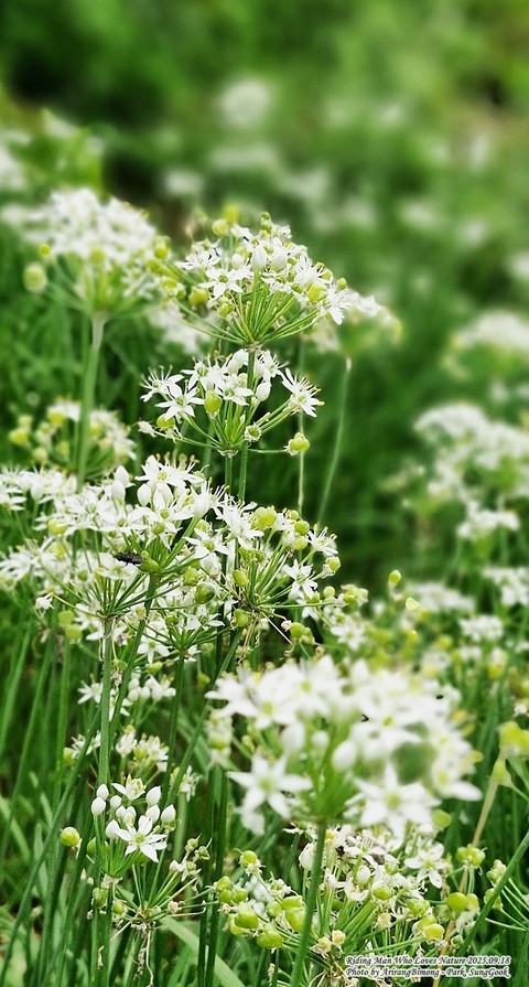 sfondi forb, ajwain