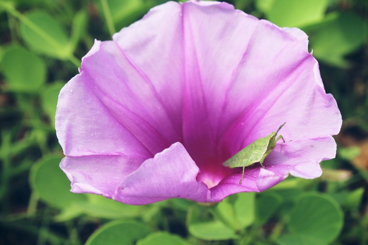Pollinator doing its job