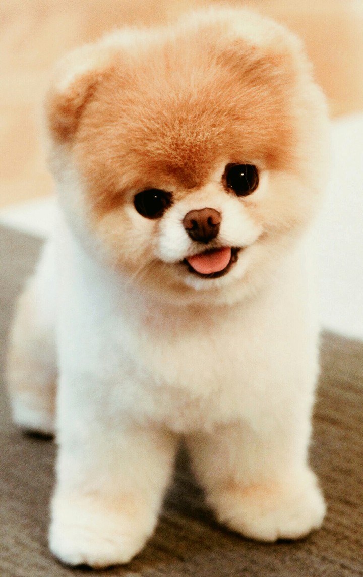 Cute dog ❤