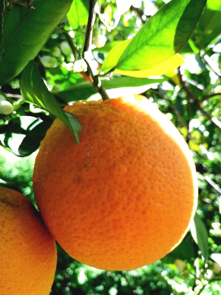 #Orange