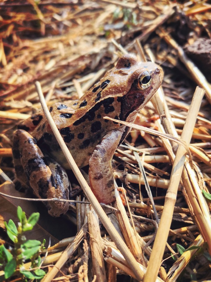 frog