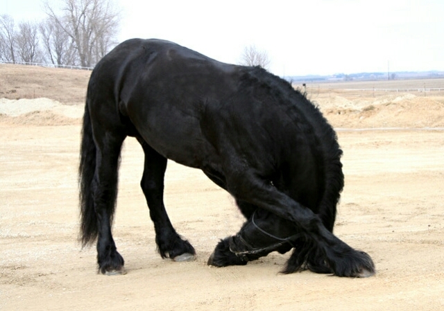 السجود لله رب العالمين