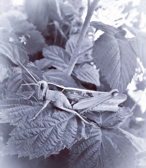 grasshopper