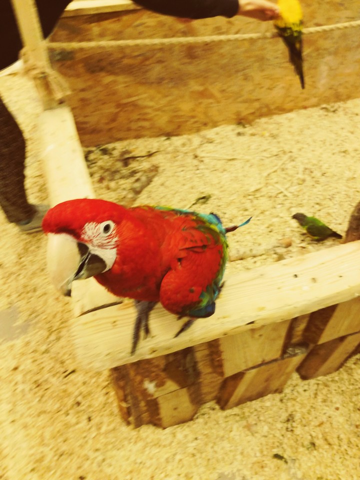papugi