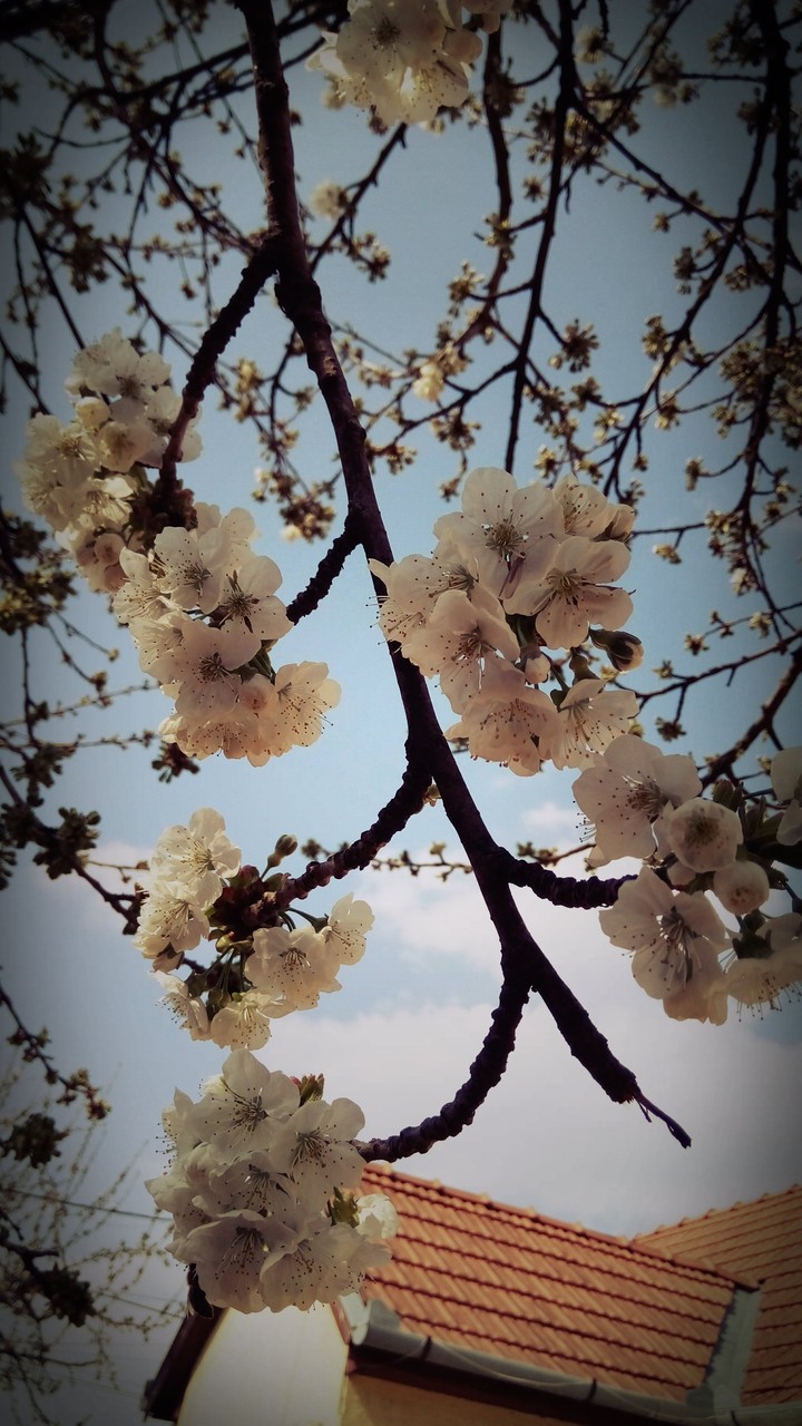 Cherry tree Spring flower