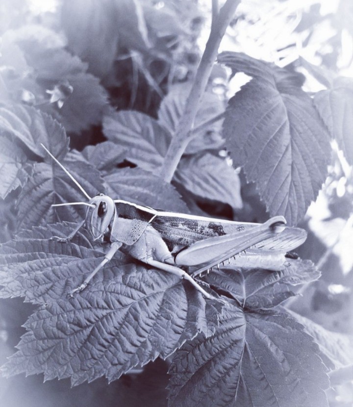 grasshopper