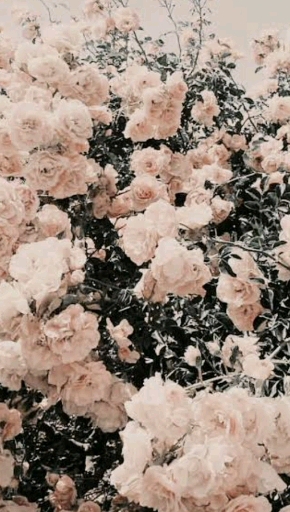 aesthetic video