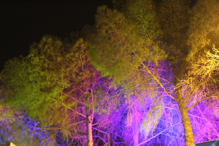 Trees and lights