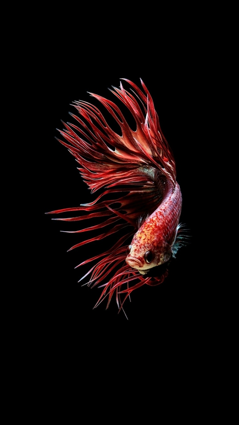 tapety fish, organism
