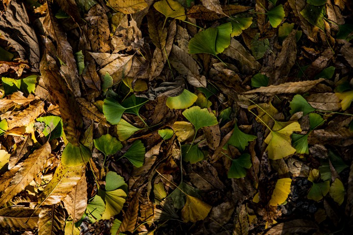 fallen leaves