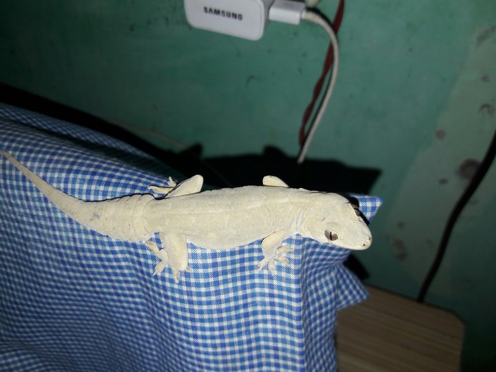 hj