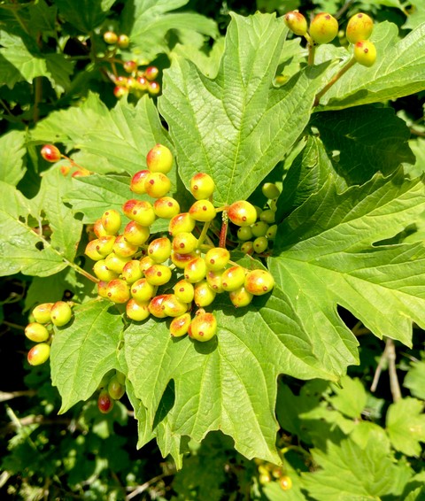 vitis, fruit壁纸