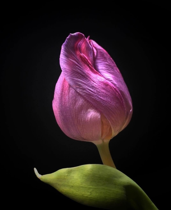 tulip