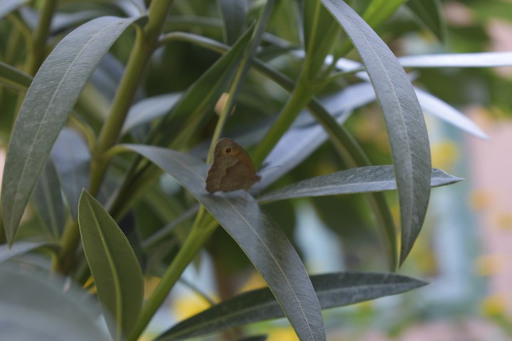 Butterfly ? ?