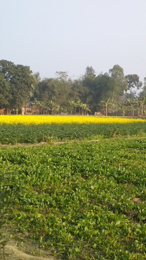 yellow field