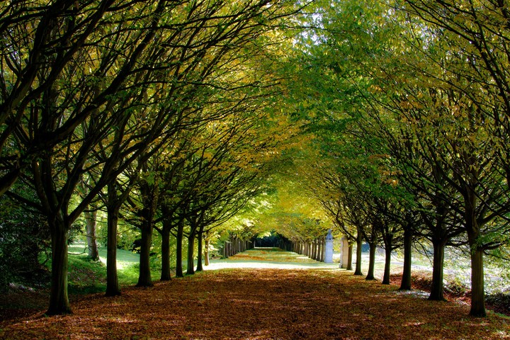 Trees and Leaves on the Path !!!