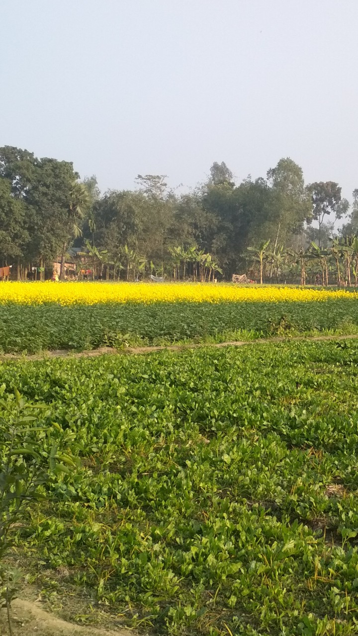 yellow field