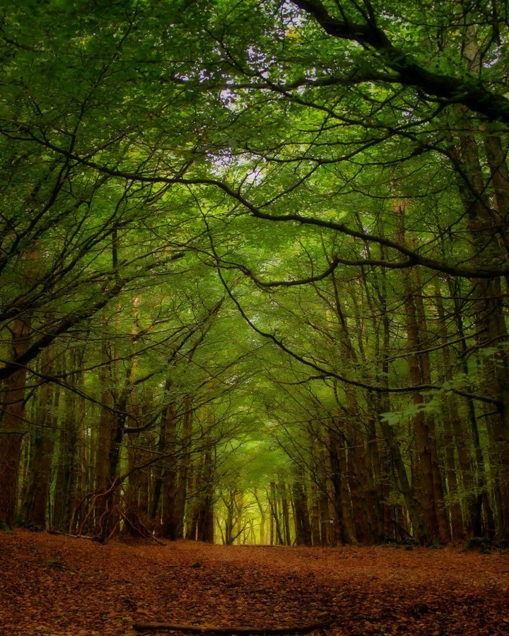 Autumn