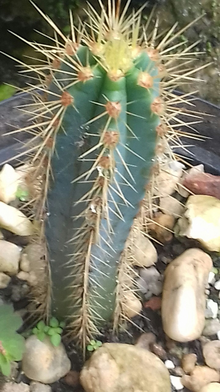 caquito